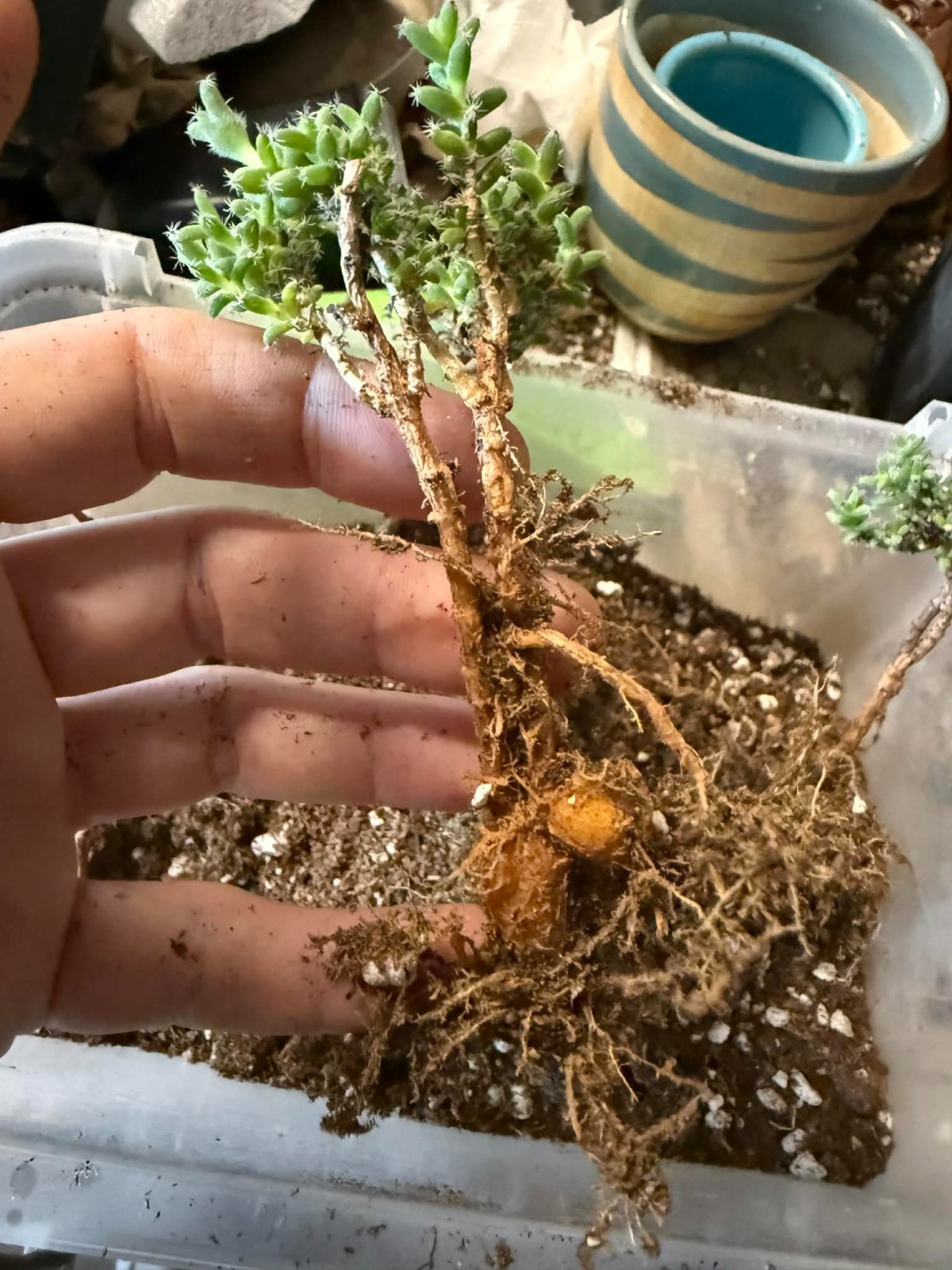 Trichodiadema bulbosum