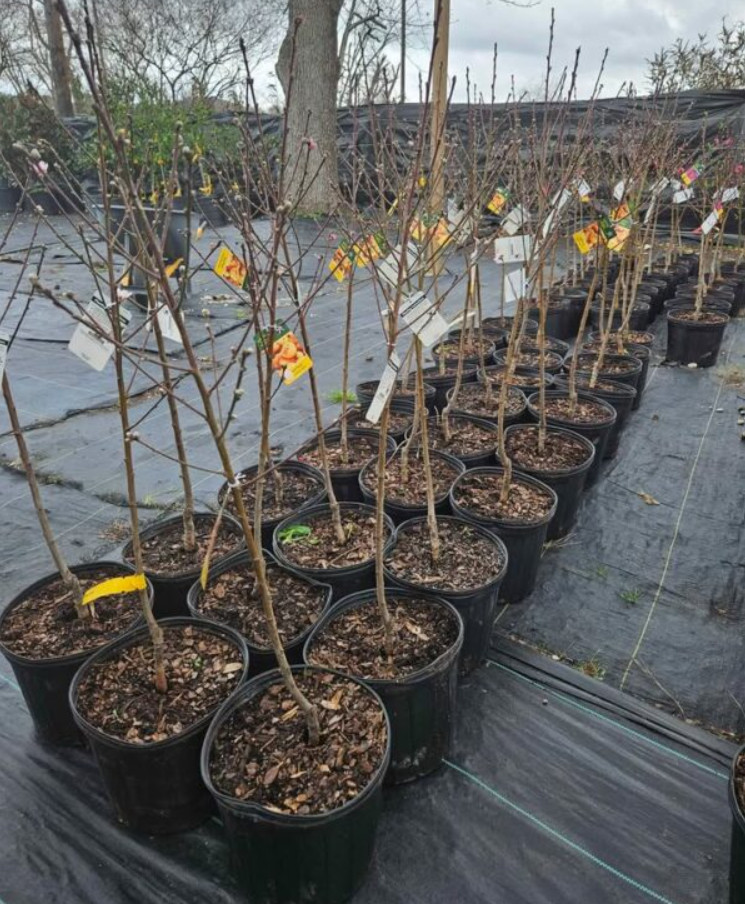 Live Donut Peach Tree – 3 Gal Pot – Approx. 2-3 Feet Tall – Fruit-Bearing Tree