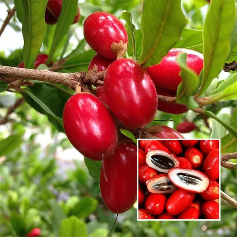 Miracle Berry Seeds – 35 Count – Fresh Synsepalum Dulcificum Tropical Fruit Seed