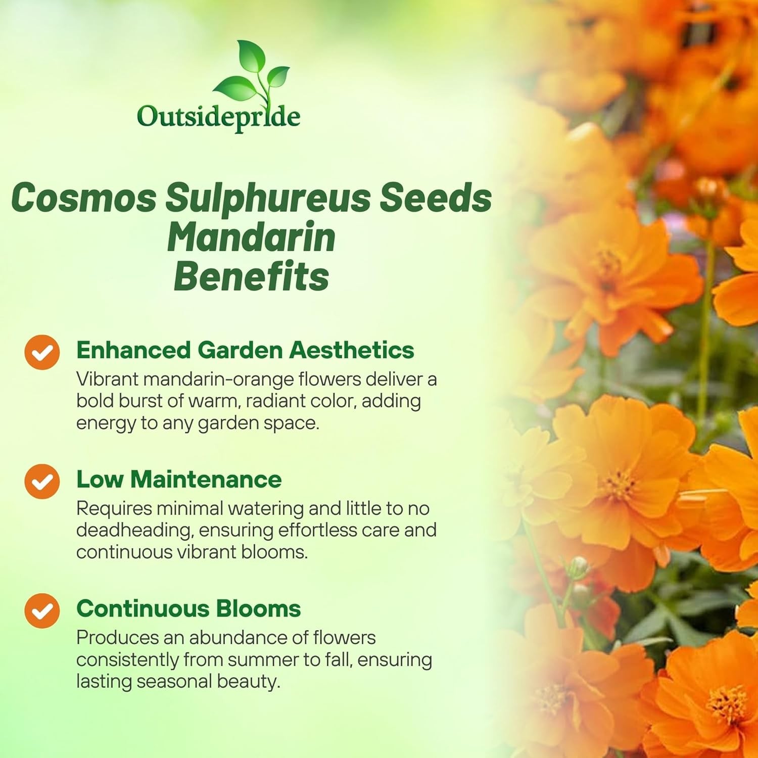 50 Seeds Drought Tolerant Cosmos Sulphureus Mandarin Orange Garden Flower