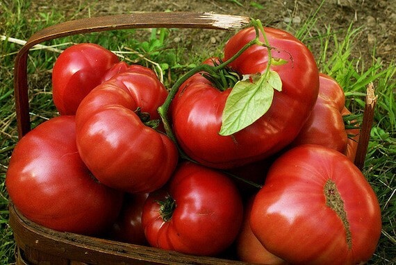 100 Brandywine Red Tomato Seeds- With Bonus! |Organic Non-GMO Heirloom