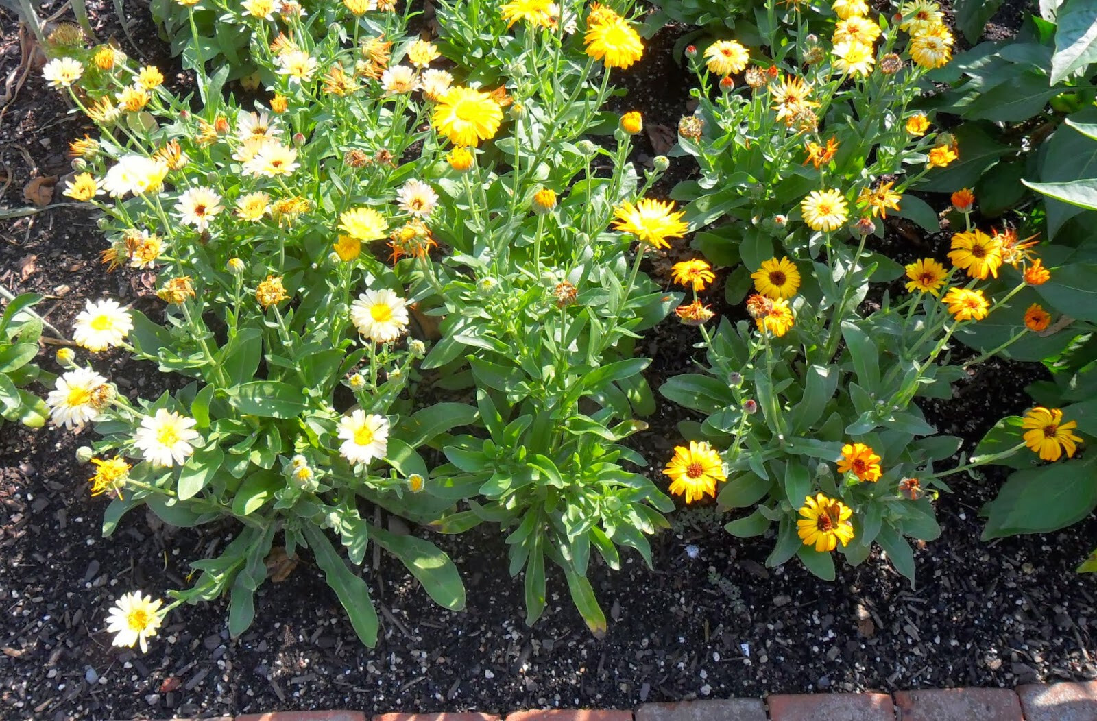 CALENDULA PACIFIC BEAUTY MIX Calendula officinalis SET OF 50 + SEEDS