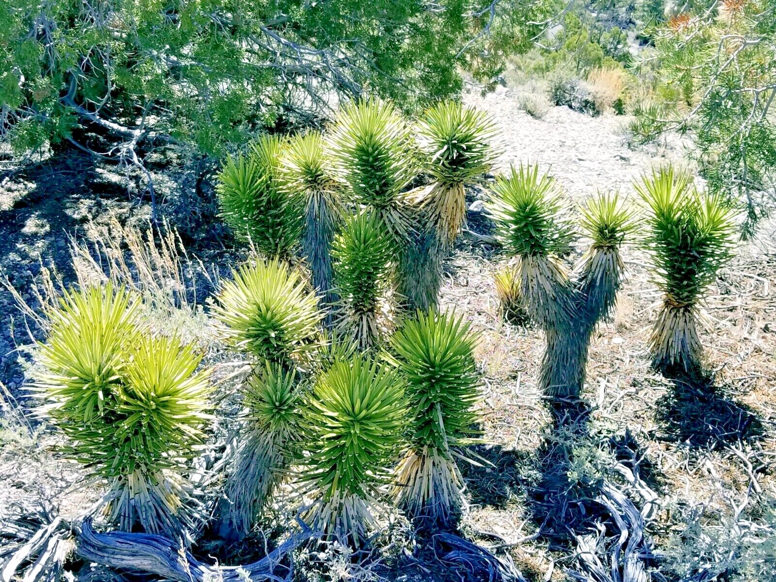 JOSHUA TREE SEEDS “Largest Yucca Plant” Cactus Cacti Succulent Palm Flower RARE!