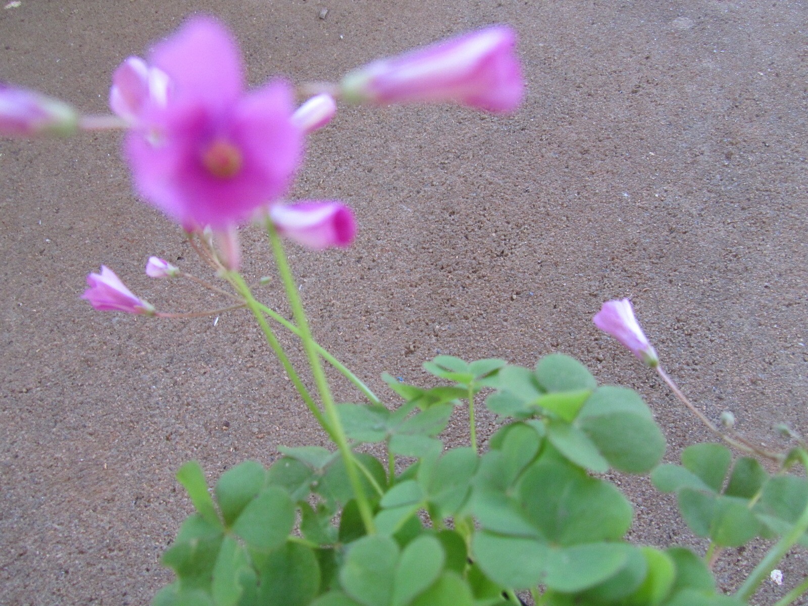 3 plants Pink Oxalis Wood Sorrel Fresh Ready To Plant