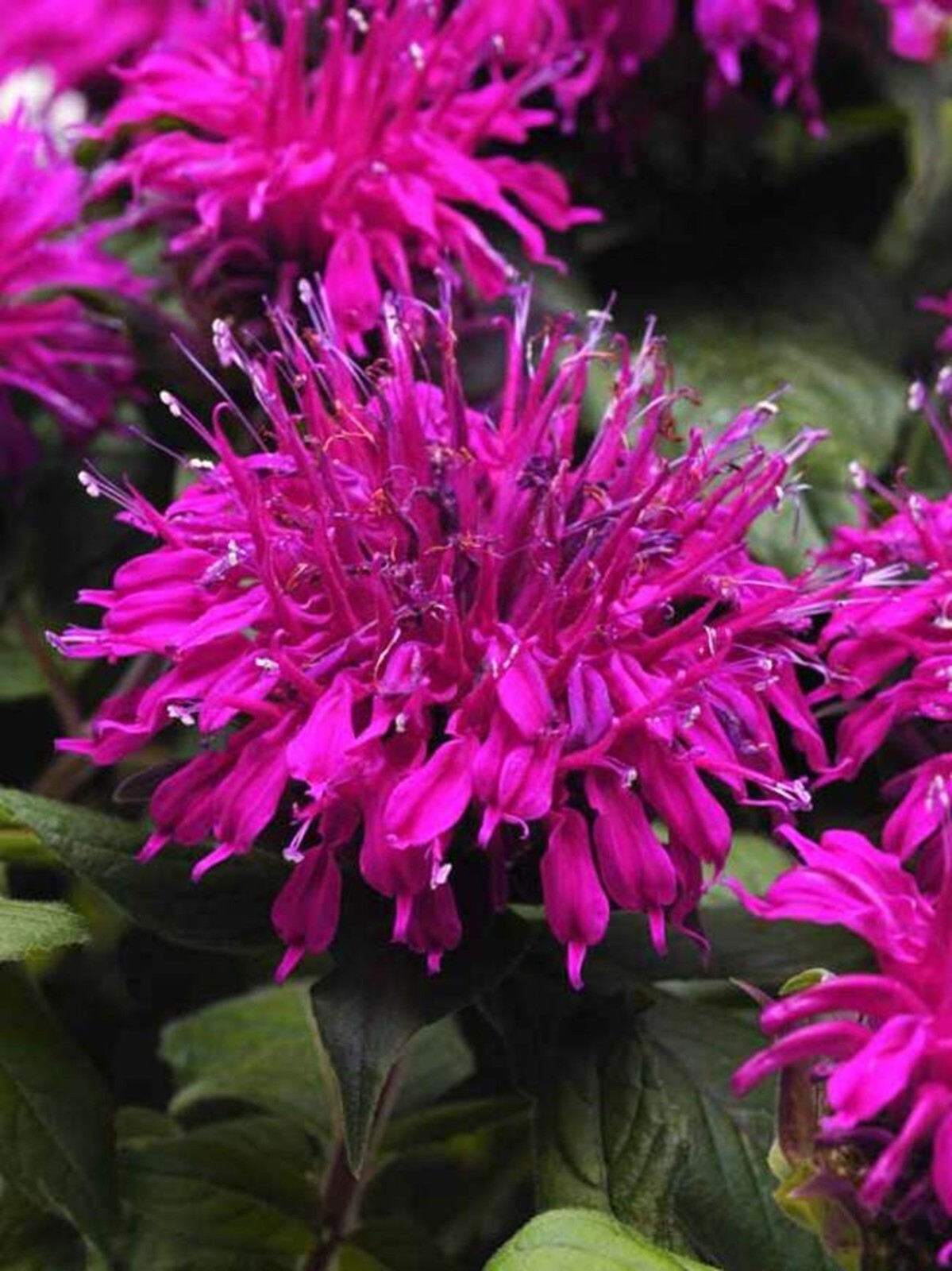 100 Magenta Bee Balm Seeds Flowers Seed Butterflies Bees Hummingbird US SELL