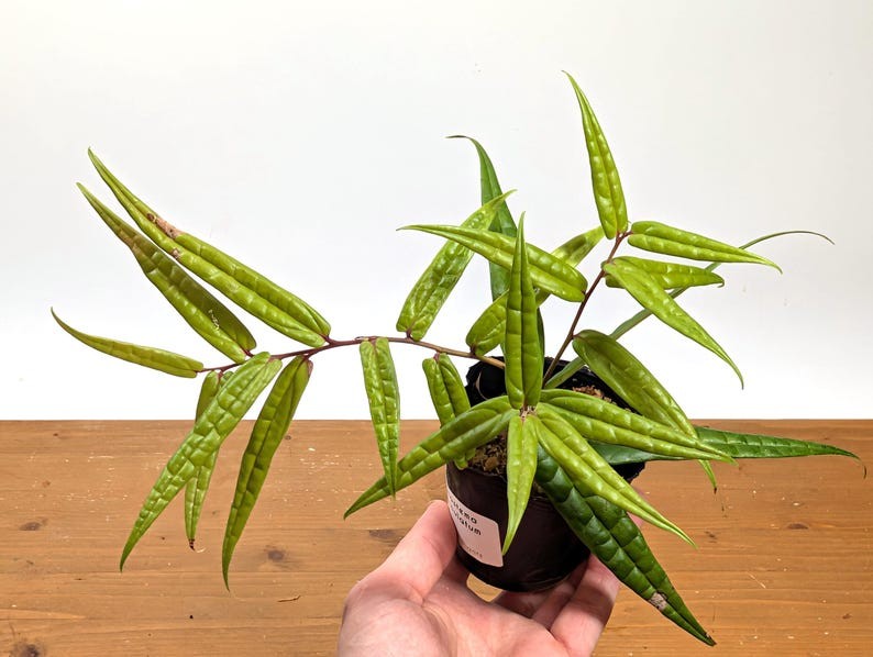 Ceratostema Pedunculatum Pot Size: 3-4″ – Grower’s Choice