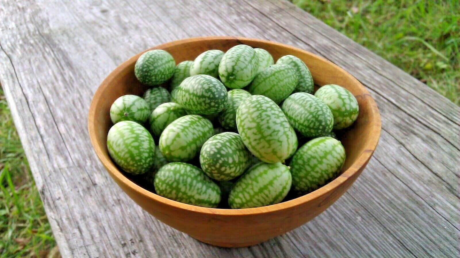 20+MOUSE MELON Vegetable Seeds Mexican Sour Gherkin Cucumber Organic Container