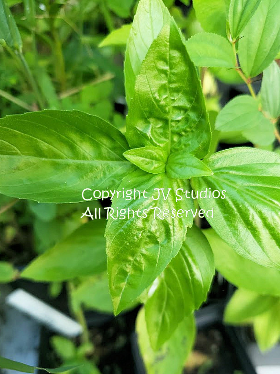 Lemon basil Seeds Natural Non GMO Aromatic Lemon Herb Gardening