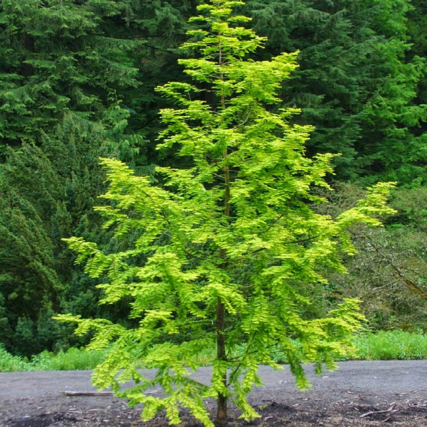 2 Dawn Redwood Trees – Live Potted Plants – 8-12″ Tall Seedlings – Quart Pots