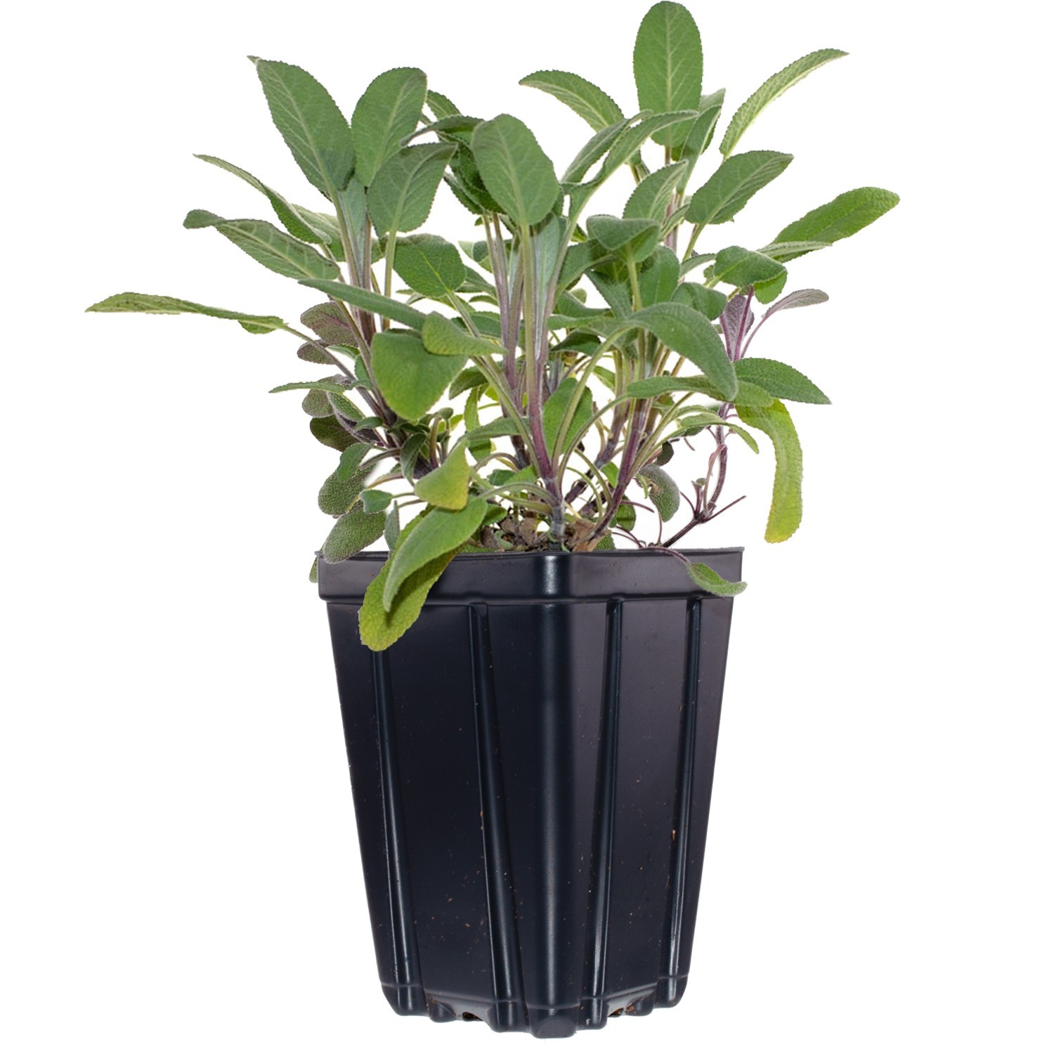 Set of 4 Herb Collection Live Plants Potted Rosemary, Thyme, Oregano, Sage