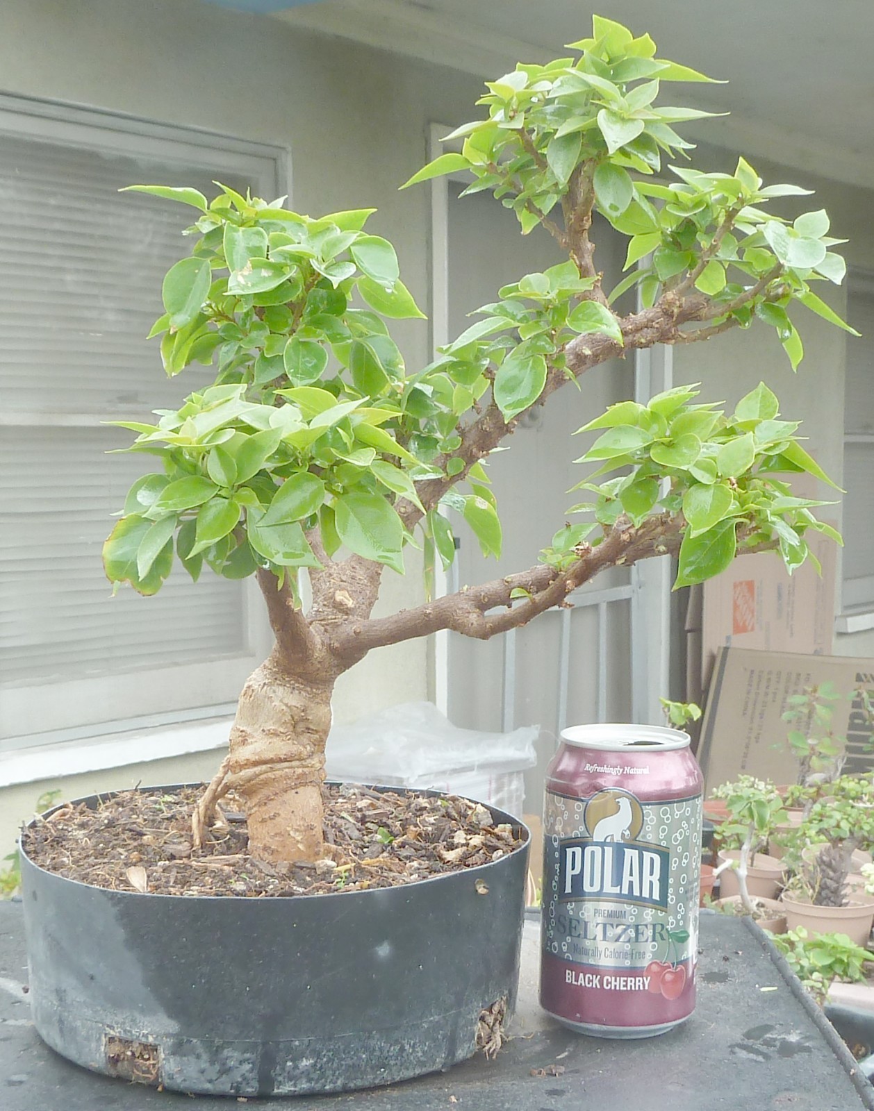 Torch Glow Pixie Bougainvillea Pre Bonsai Dwarf Kifu Fat Trunk Flowers