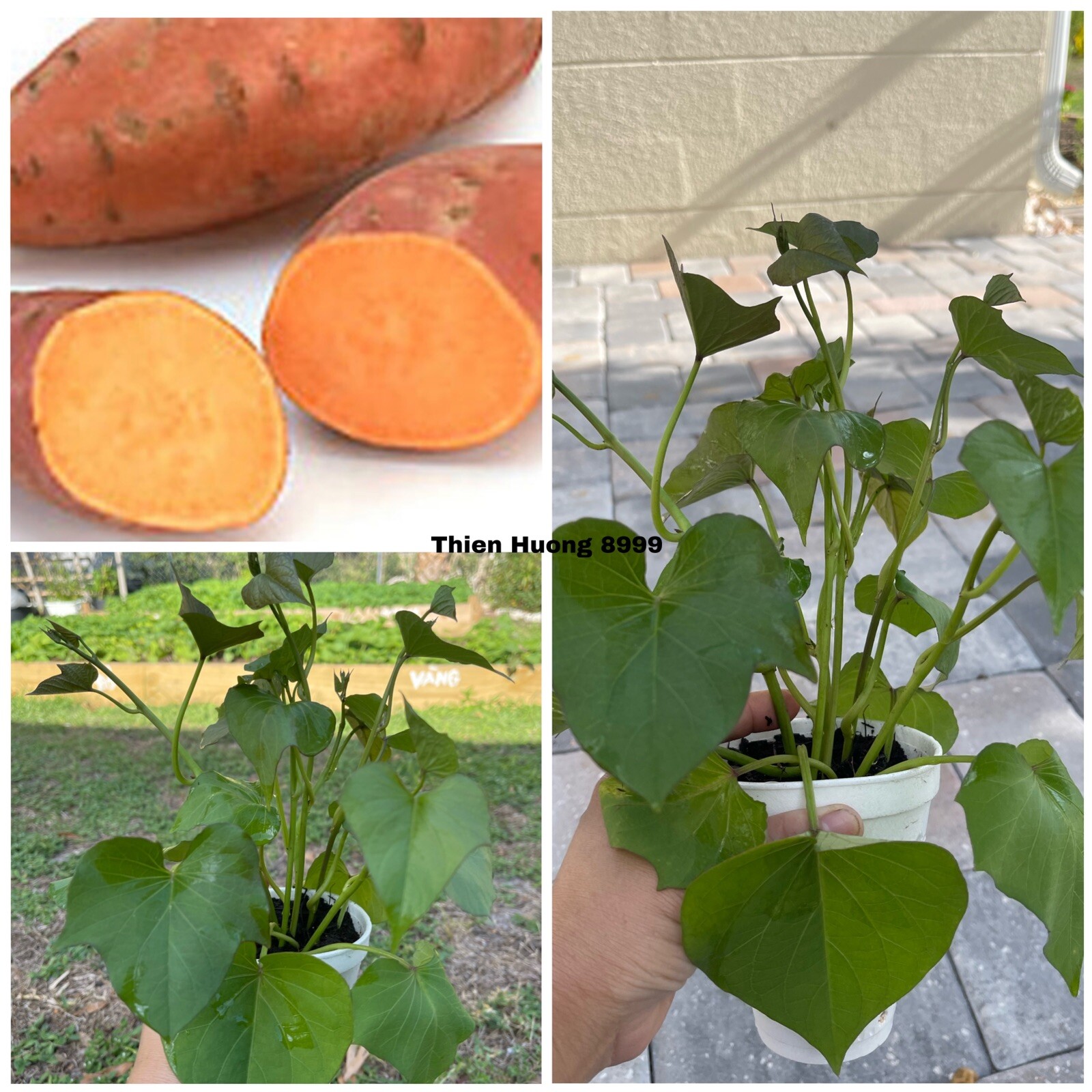 5 Rooted Beauregard Sweet Potato Plants With Pot Live Plants Ready To Grow