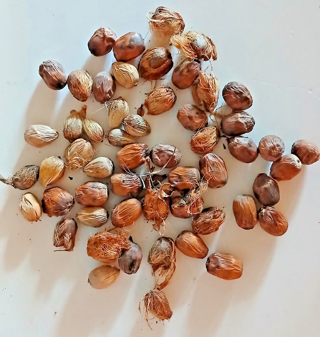 31 FRESH SEEDS READY TO PLANT Tropical Queen Palm Tree Syagrus Romanzoffiana