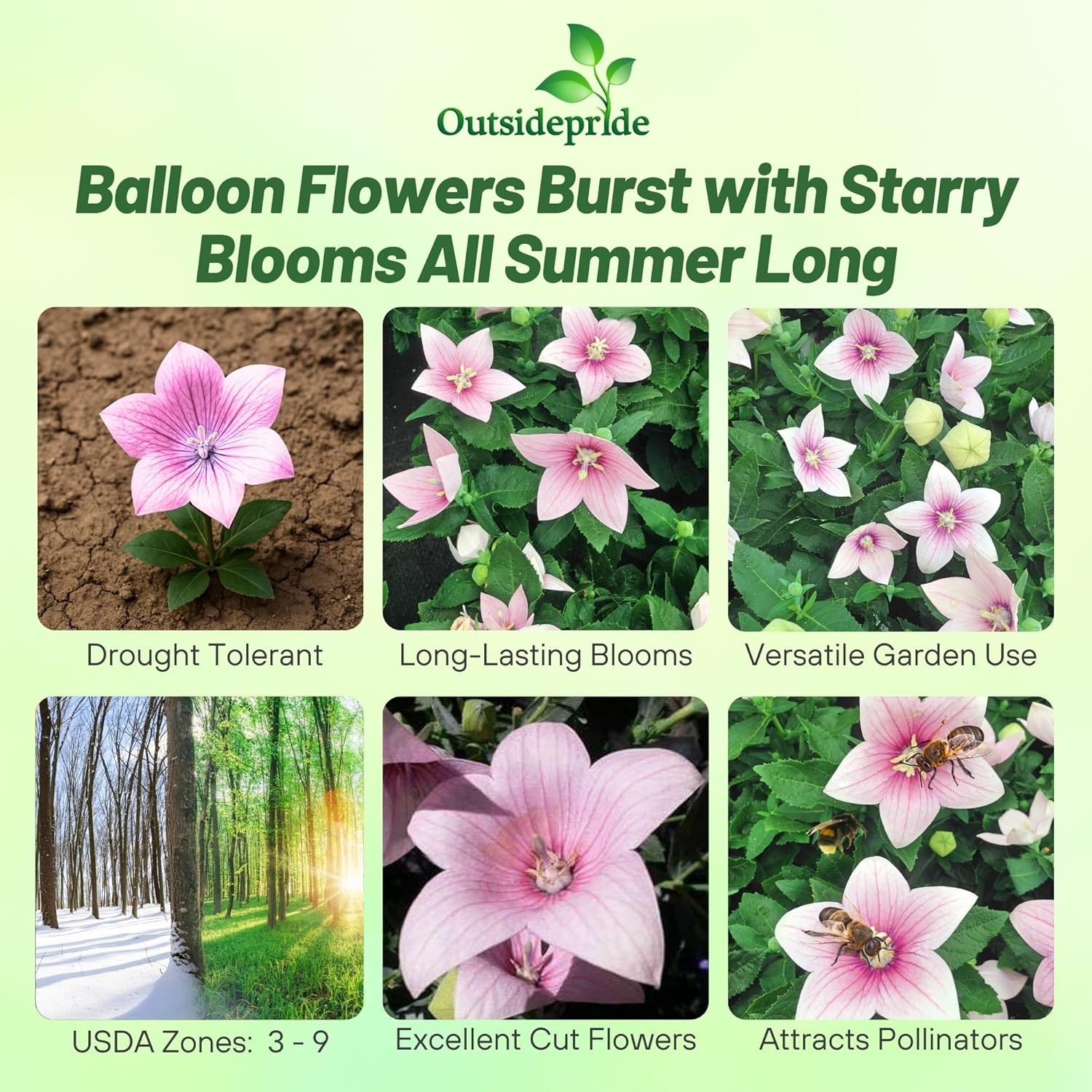 2000 Seeds Balloon Flower Seed – Platycodon Grandiflora Rose Flower Seeds