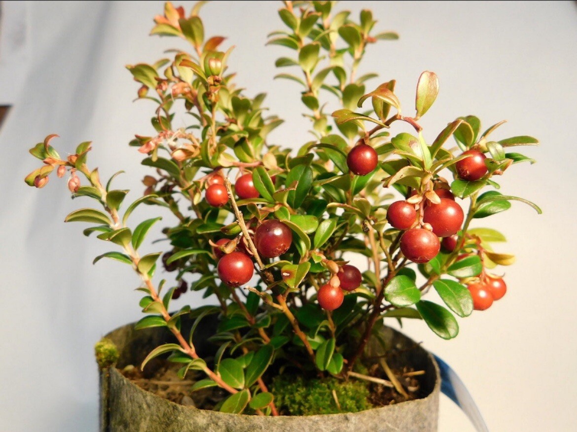 One Erntesegen lingonberry plant, well rooted plant 3-5 inches tall