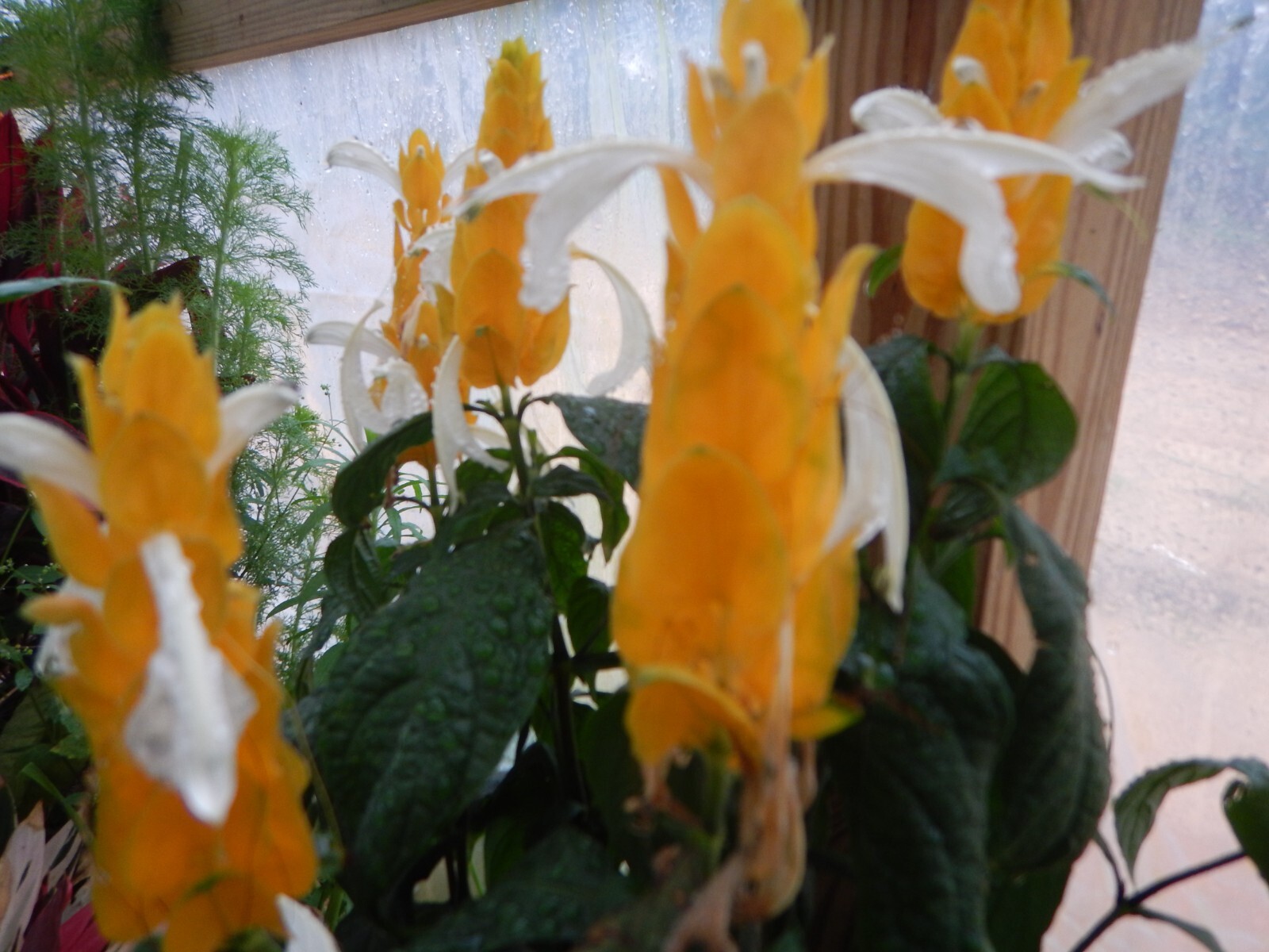 GOLDEN SHRIMP PLANT~~ Justicia brandegeana, Pachystachys Lutea,~~STARTER PLANT!!