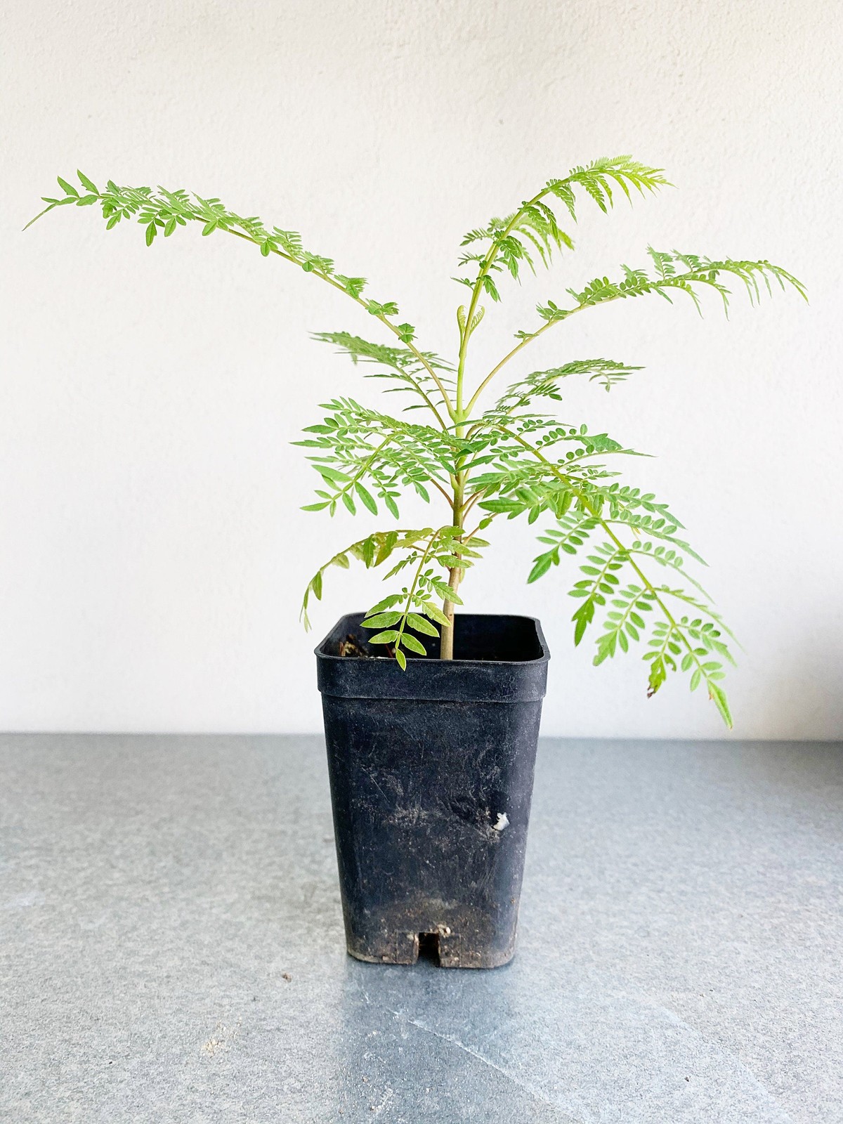 Jacaranda Tree Starter, 2 Inch Pot, Purple Flowering Tropical Plant