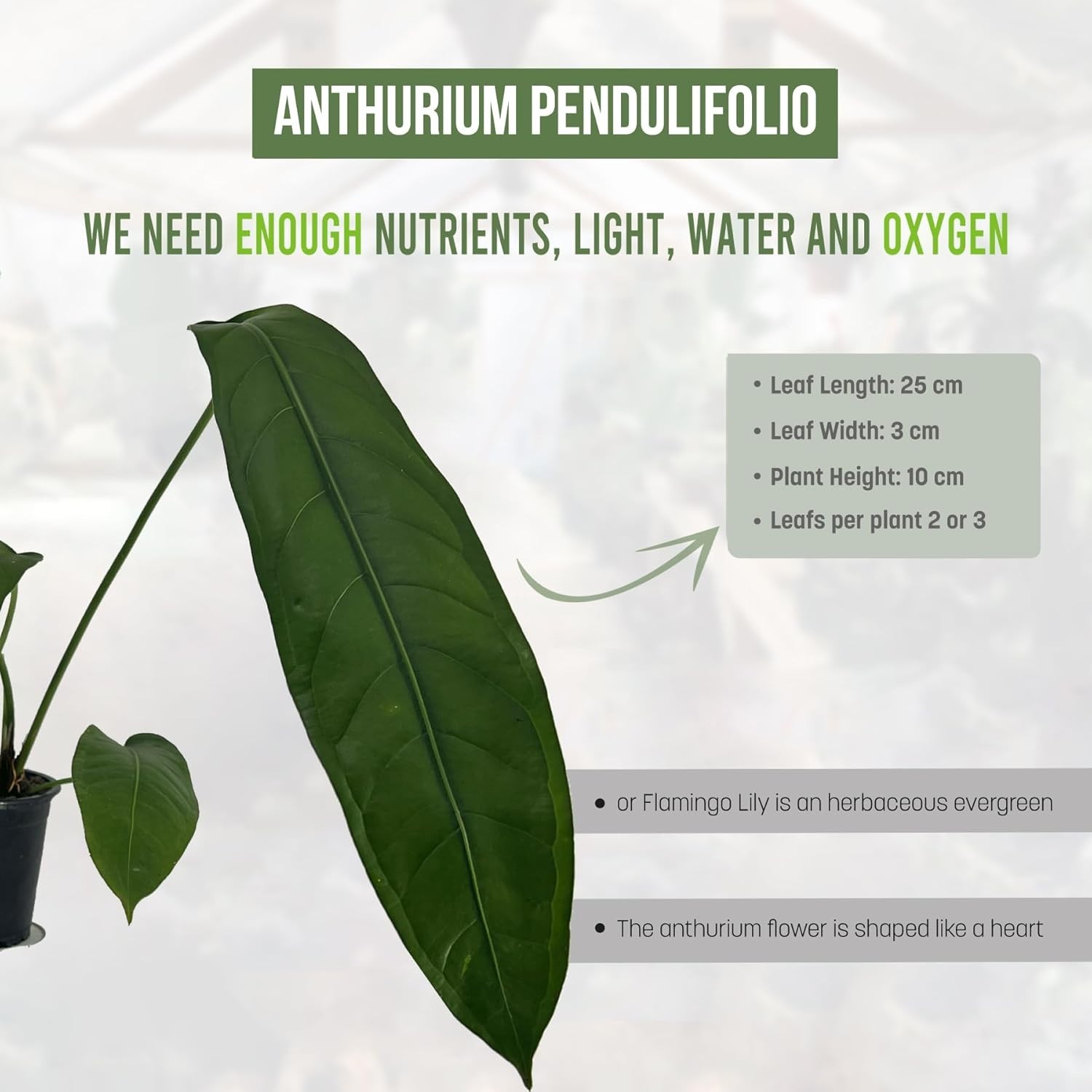 Anthurium Pendulifolio LEAL PLANTS ECUADOR | Pendulifolio Heart Plant for Indoor