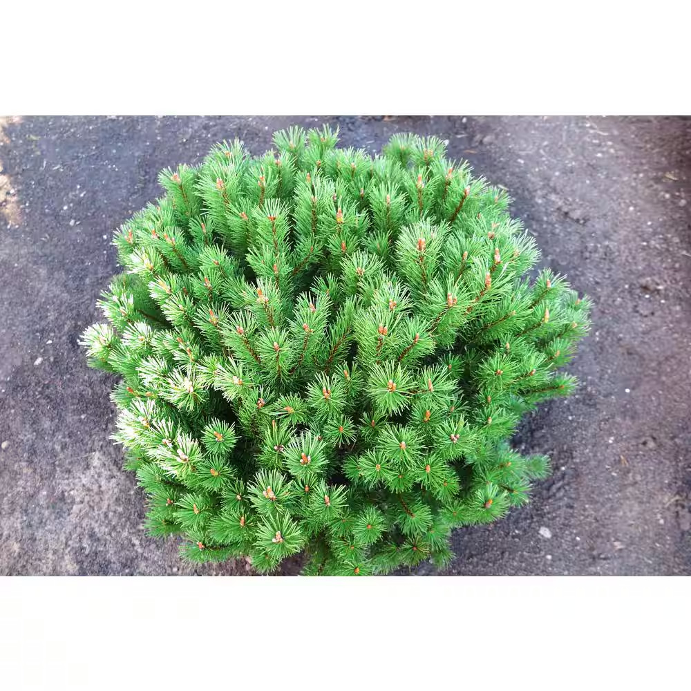 1 Gal. Dwarf Mountain Pine Mugo Shrub