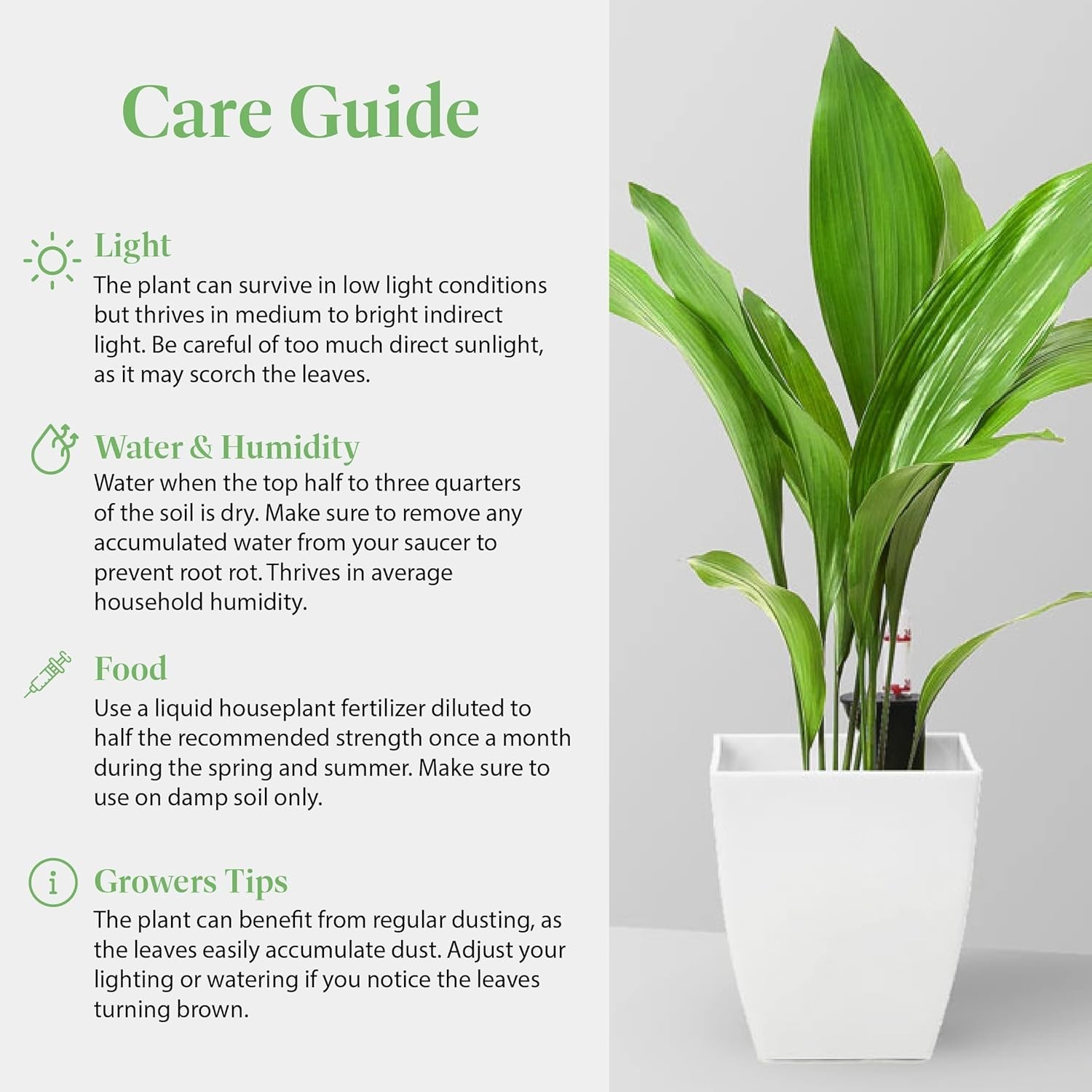 Resilient Low-Light Houseplant – Easy Care & Stunning Green