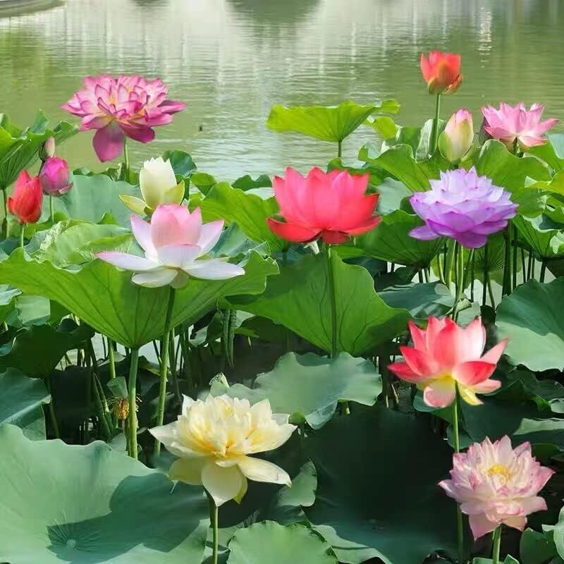 35 Pcs Lotus Seeds for Planting Bowl Lotus Seeds, Water Lily Flower Plants