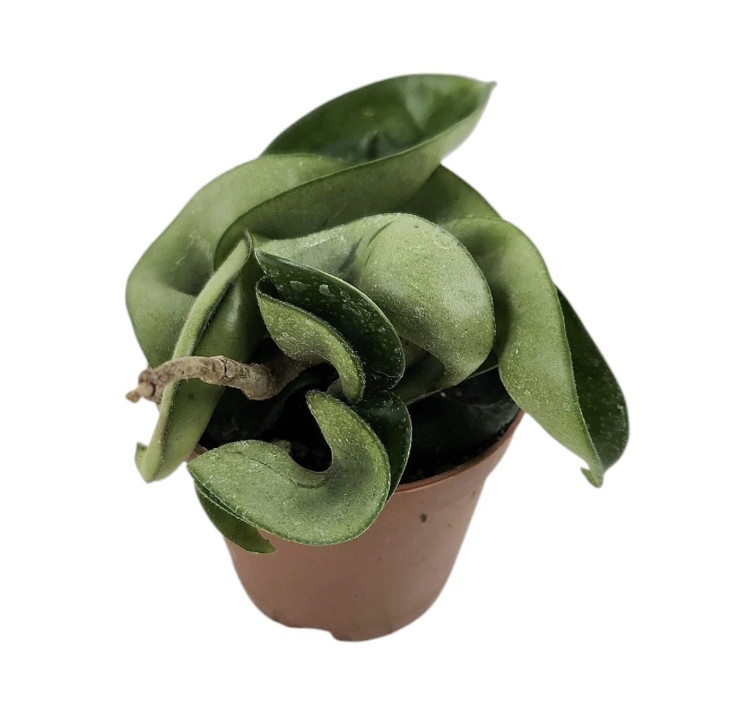 Hoya Carnosa Compacta Krinkle Kurl Hindu Rope Live Indoor Houseplant (3 Pack)