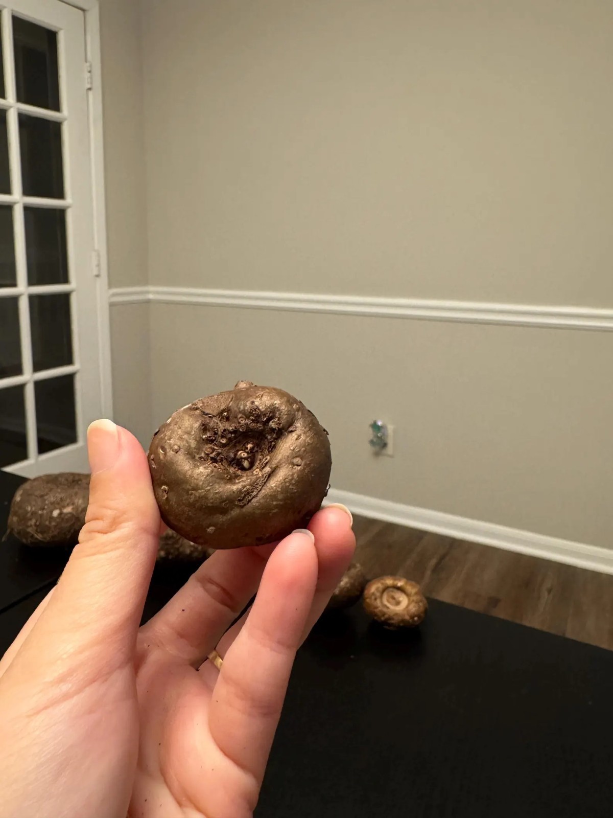 [BULB ONLY] Rare Amorphophallus Maxwellii ~1-2″ Dark Foliage Tropical Caudex