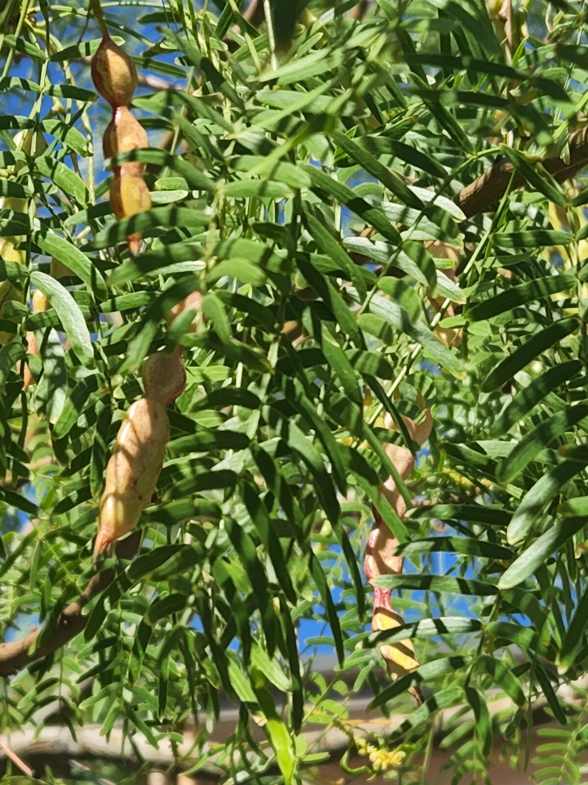 10 Maverick Honey Mesquite Seed Pods ( Prosopis Maverick) – Thornless!!