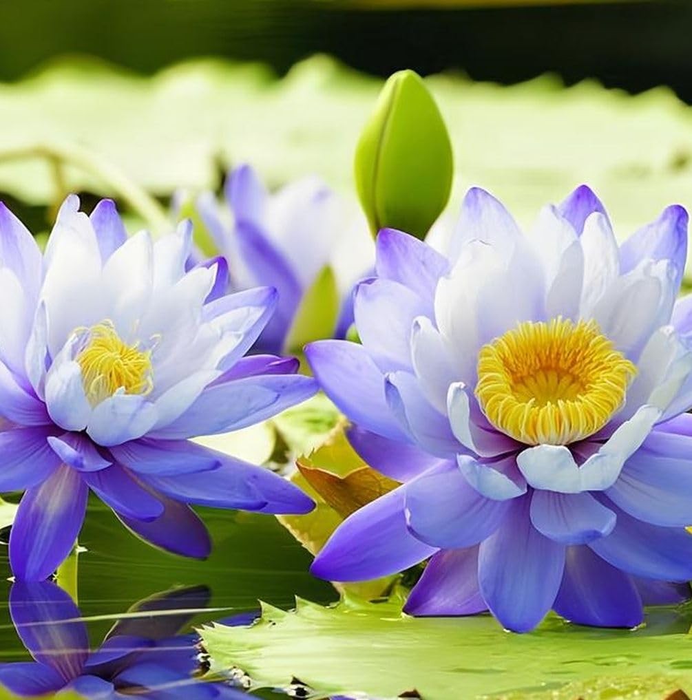 35 Pcs Bonsai Lotus Seeds for Planting Bowl Seeds, Water Lily Pink