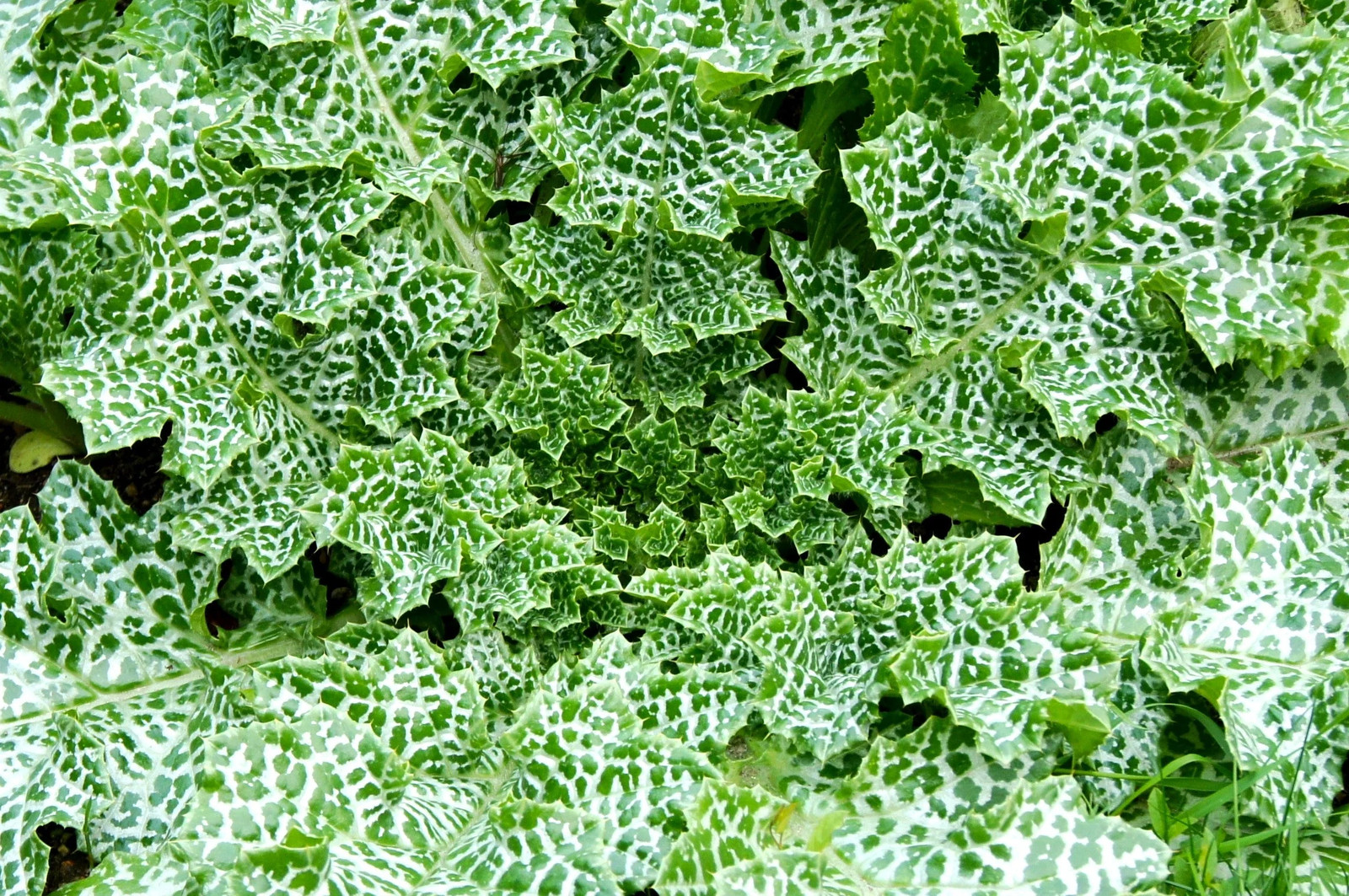 Milk Thistle Seeds – For 2025 Planting Silybum Marianum Liver Holistic Holy Herb