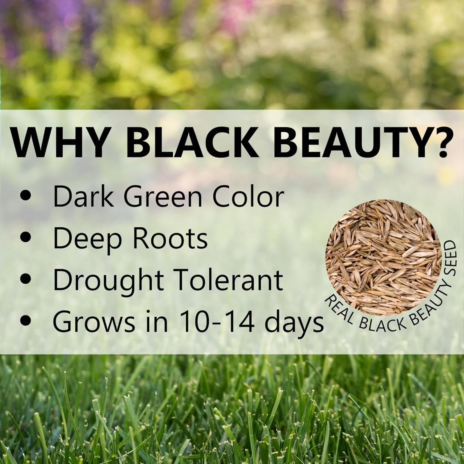 Jonathan Green Black Beauty Ultra Grass Seed Mixture, 7lb