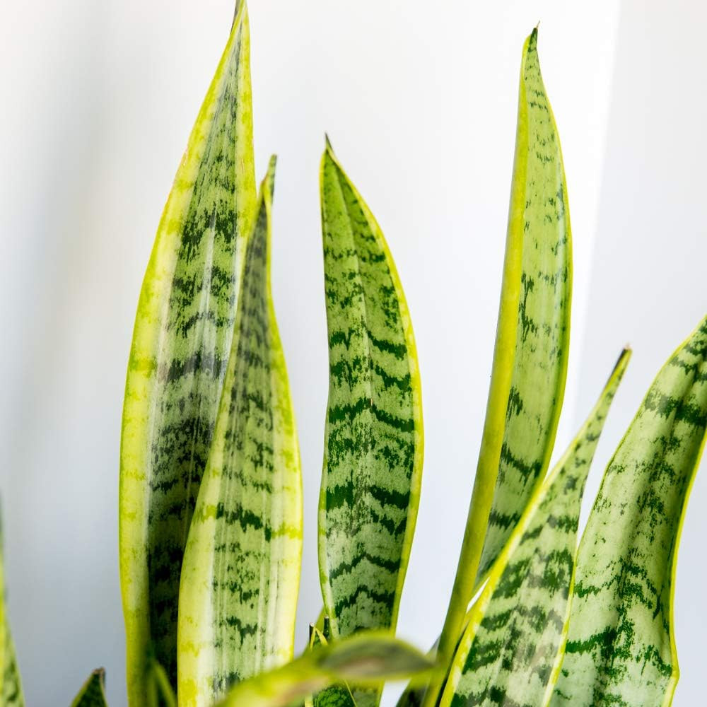 16in Snake Plant (Sansevieria Trifasciata Laurentii)