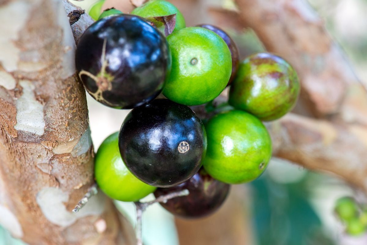 Jaboticaba Plinia Cauliflora Brazilian Sabara Grape Seedling Plant Fruit Tree