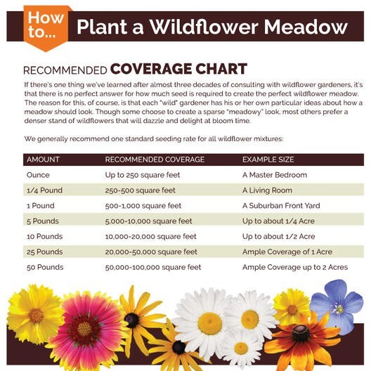 SHASTA DAISY Chrysanthemum Perennial Heirloom Flower Meadow Non-GMO 200 Seeds!