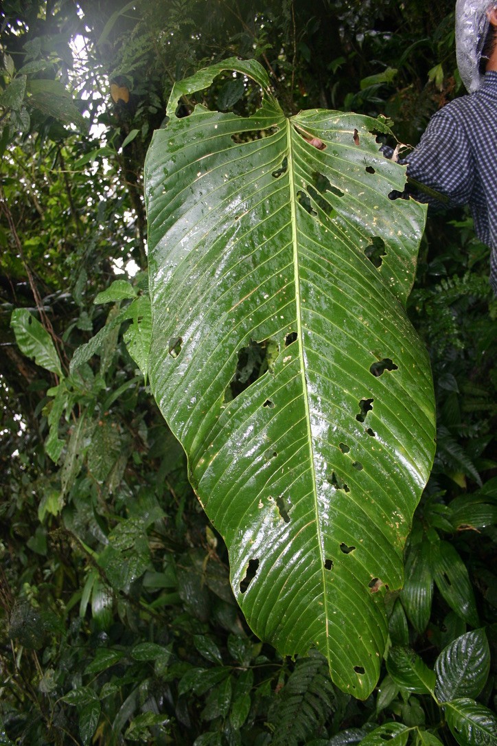 Anthurium nervatum- rare, beautiful, and easy to grow epiphytic Panamanian aroid