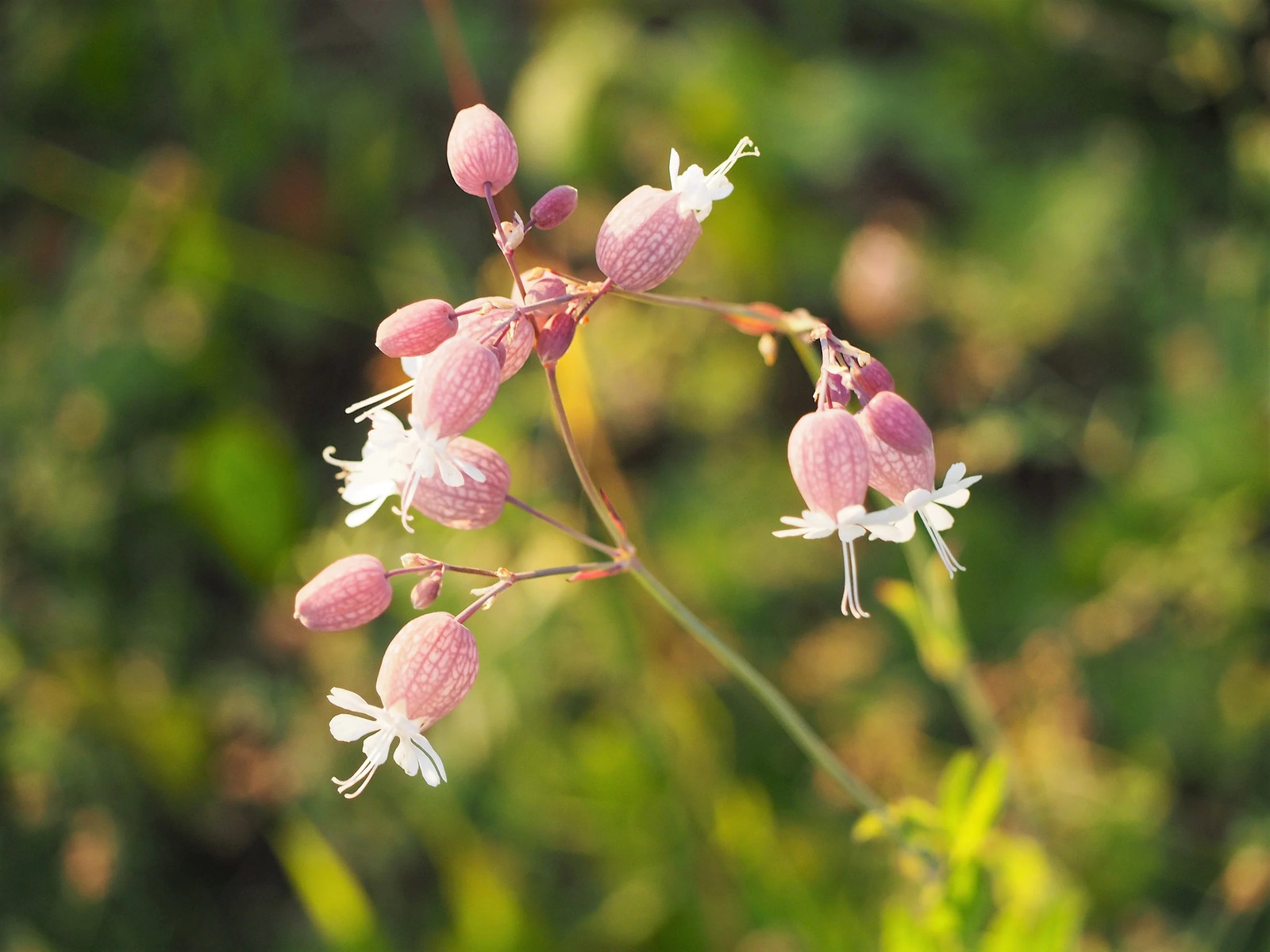 100 MAIDENSTEARS Silene Vulgaris Bladder Campion Pink & White Flower Seeds