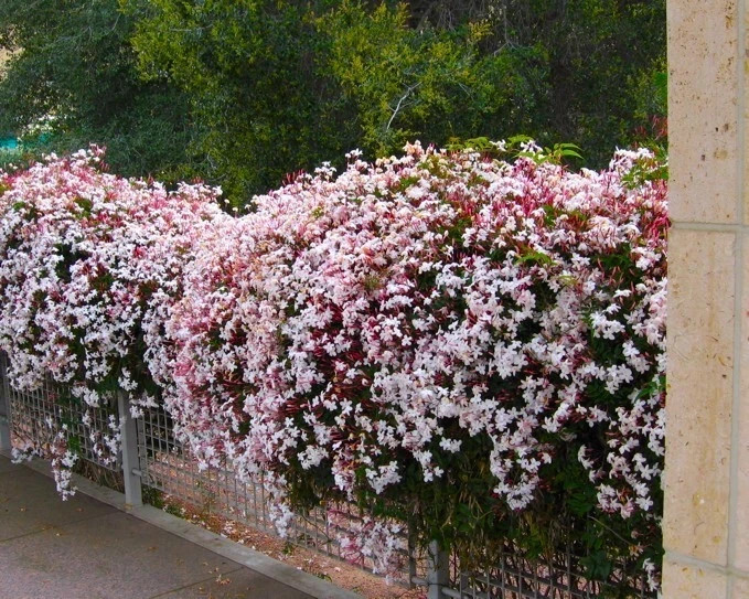 PINK JASMINE~Jasminum Polyanthum~Rooted STARTER Plant~Extremely Fragrant
