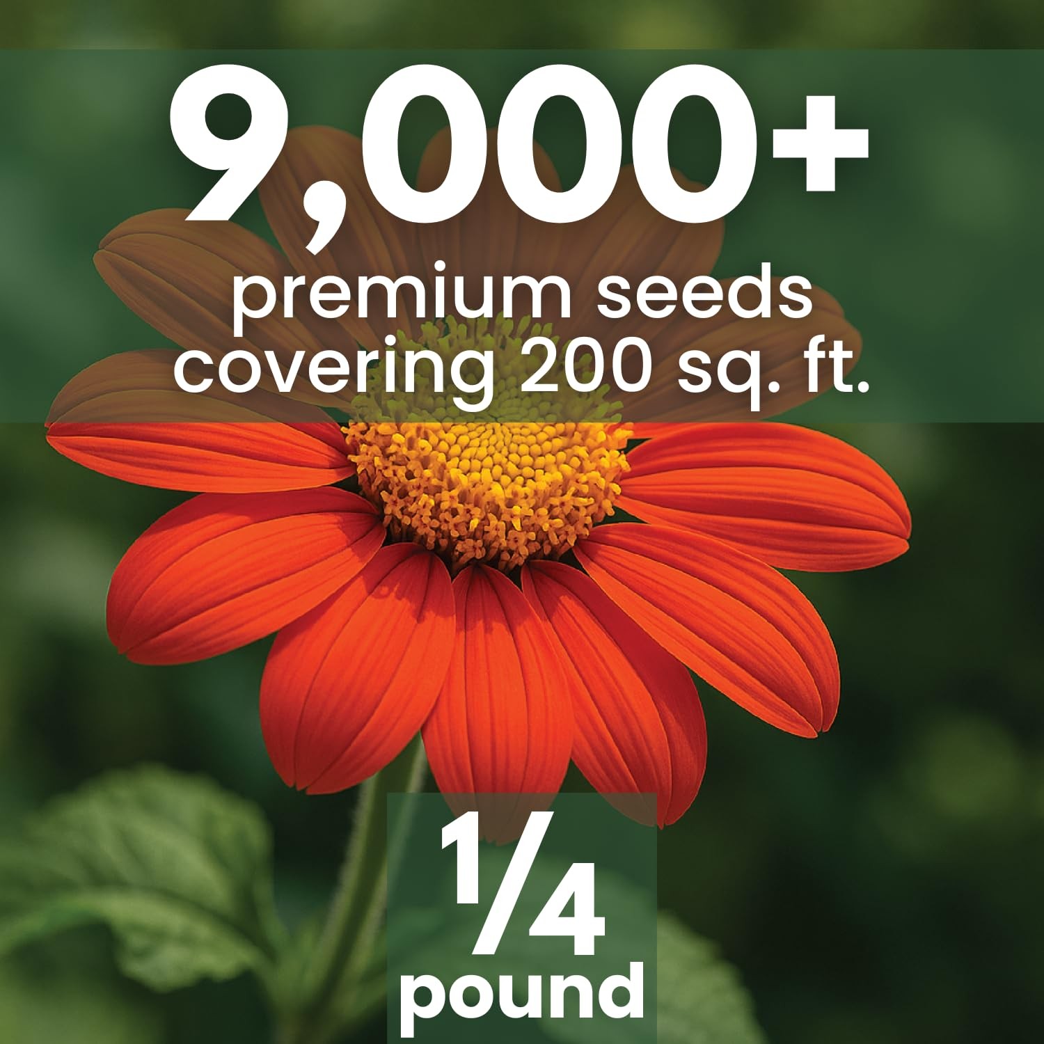 Mexican Sunflower Seeds – 9,000 Count for Planting – 4-Ounce Pack