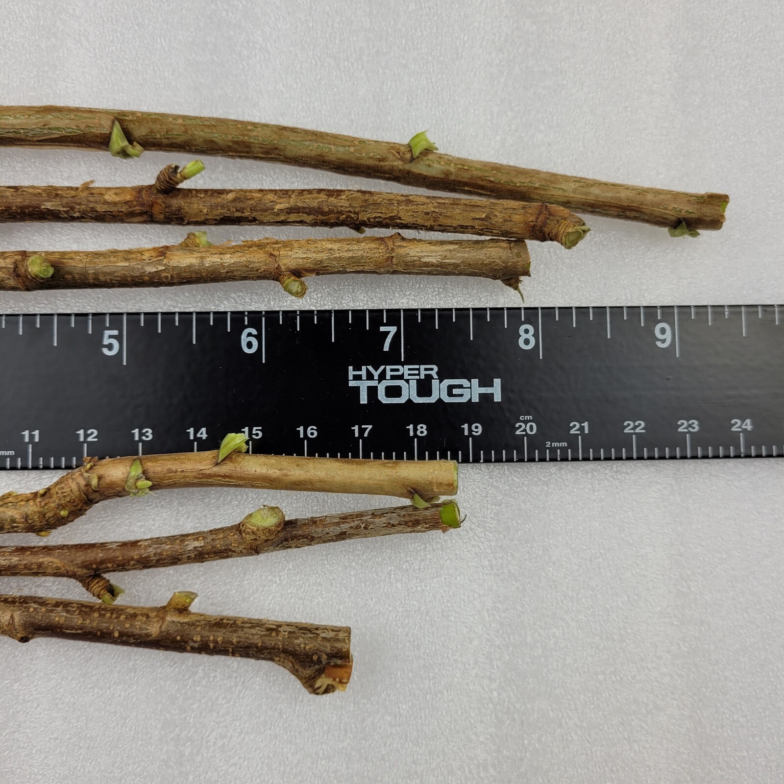 6 Pink Currant Gloire de Sablons Fresh Cuttings Unrooted 6″-9″ Zones 3-8 Hardy