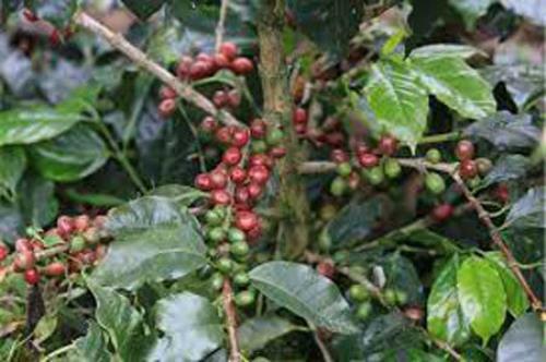 Coffea arabica | ‘Villa Sarchi’ | La Luisa | Villalobos Bourbon | 10 Seeds