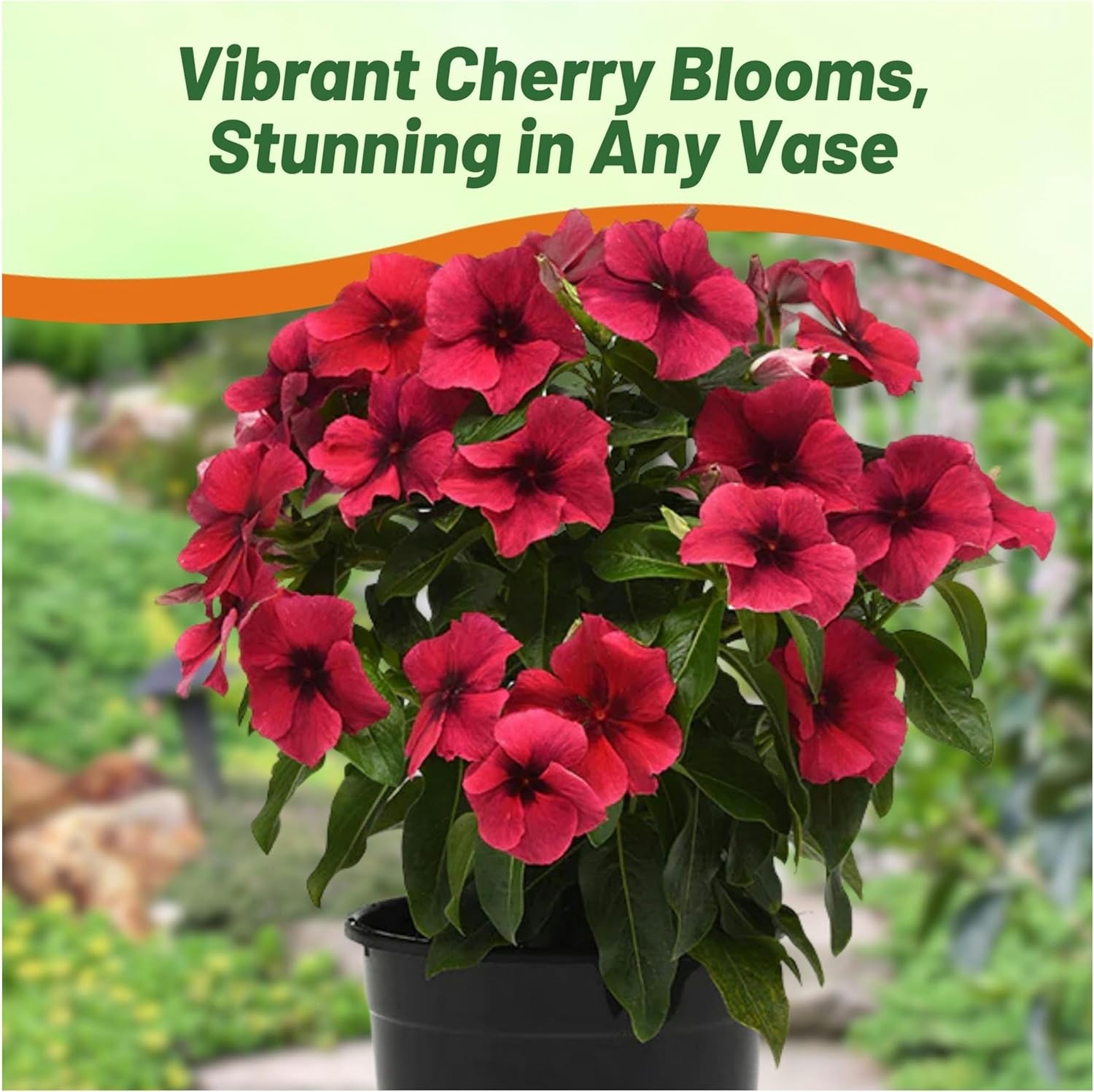 50 Seeds Dark Purple Perwinkle Seeds For Planting | Black Cherry Vinca