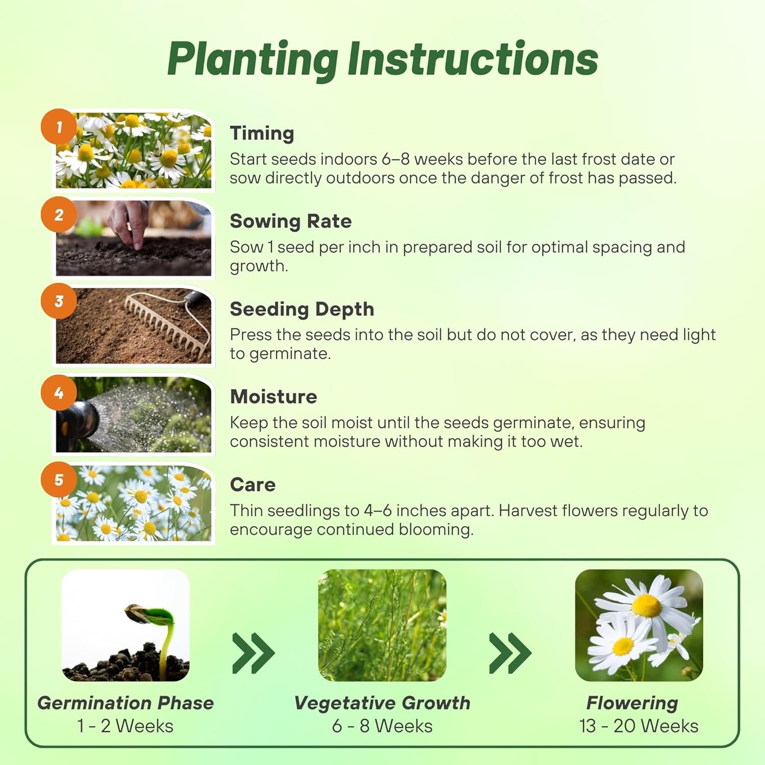 5000 Seeds Chamomile Seeds – German Chamomile Herb Seed