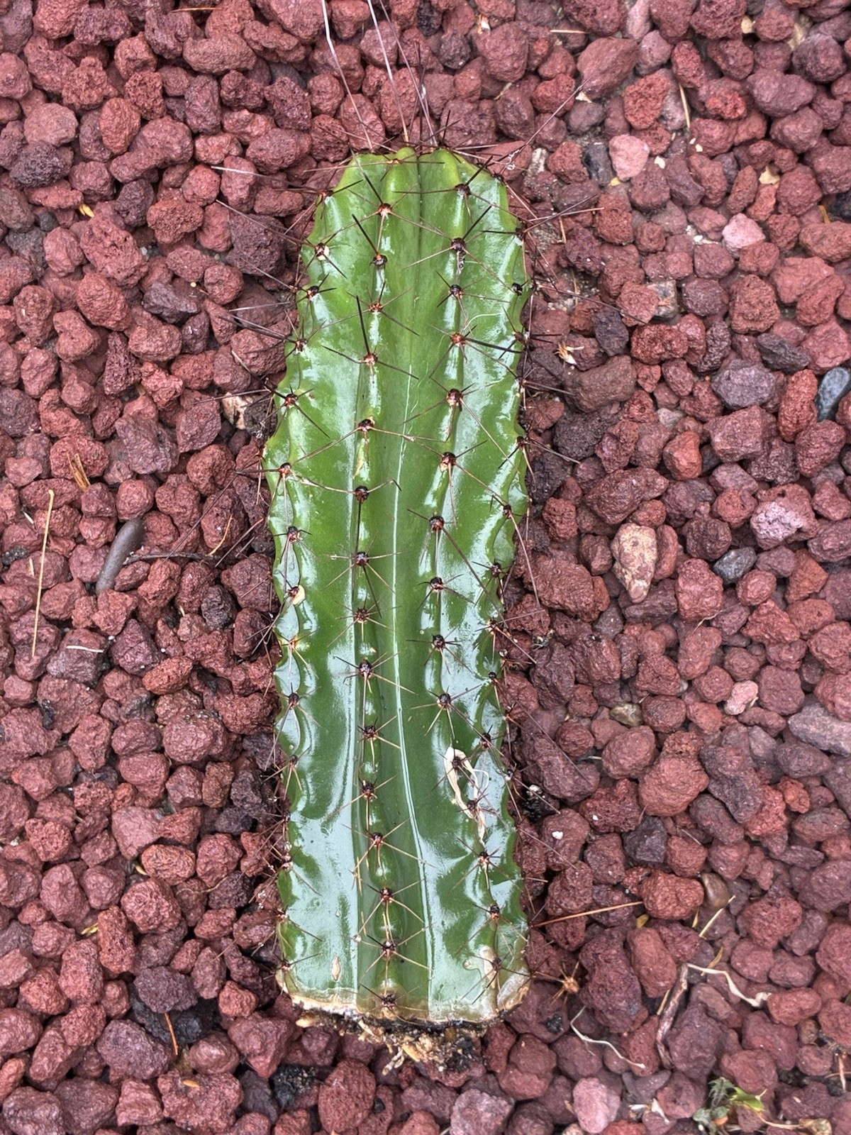 Stenocereus Queretaroensis Rooted Cactus Cutting