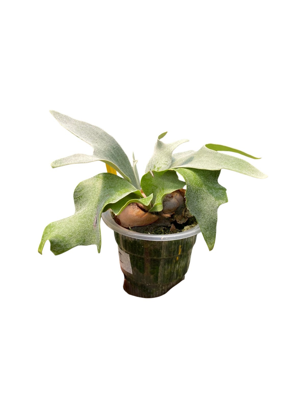 Platycerium ‘Ginka’