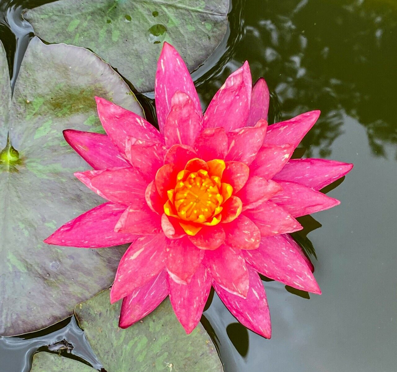 Nymphaea “Wanvisa” Pink Water Lily (Winter-Hardy) | Sprouted Tuber/Rhizome