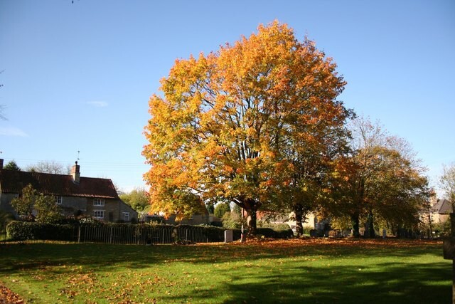 Field Maple Tree | Premium Seeds | Acer campestre ‘Summer’ | Plants’®