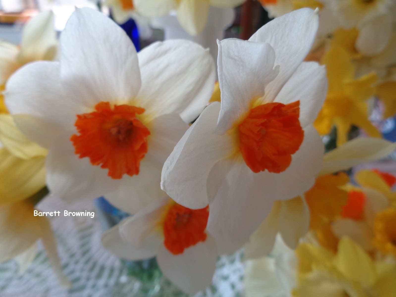 167 DAFFODIL BULBS * 6 Varieties * *PlsREAD* Jonquils Narcissus FromMyGarden