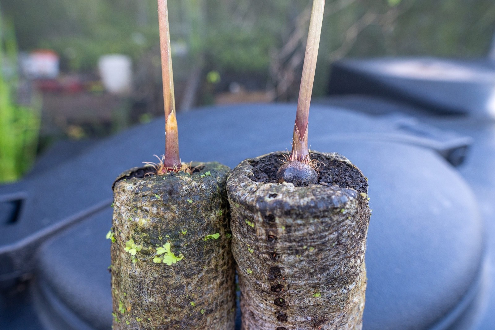 Açaí (PARA Dwarf) Euterpe oleracea