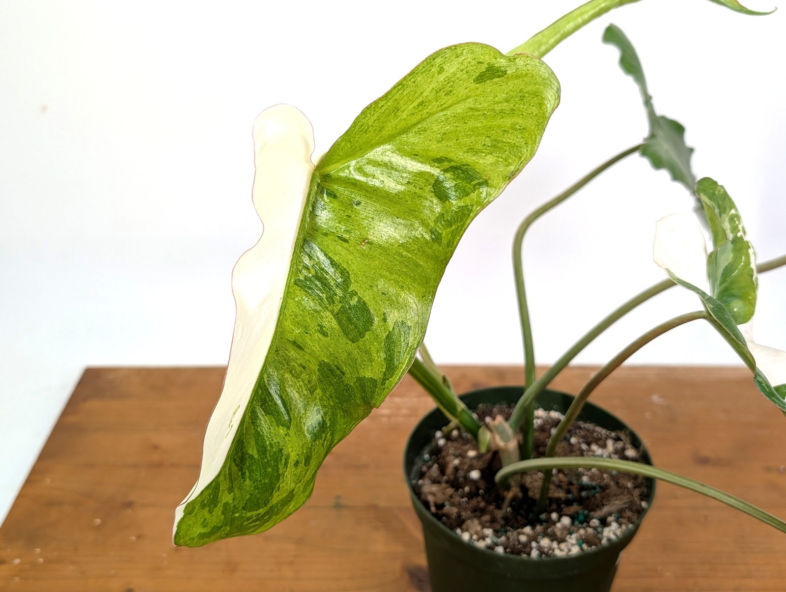 Philodendron Paraiso Verde Albo Mutation – Exact Plant #26A – 6″ Pot