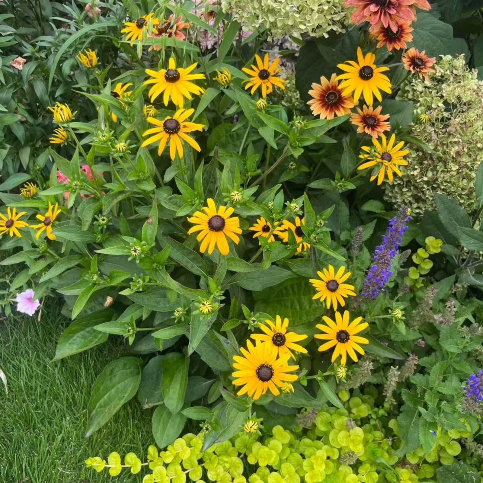 500 Black Eyed Susan Seeds Bright Yellow Daisy-Like Blooms for Garden Zones 3–9